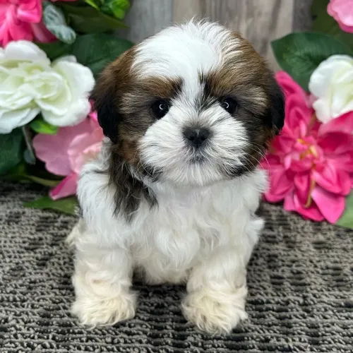 Shih tzu: Vacinados