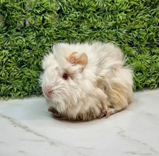 Porquinho da india