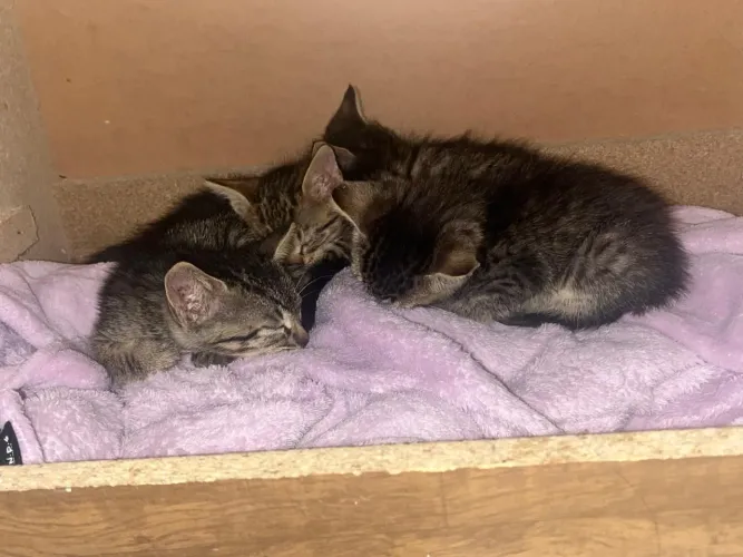 Gatos filhotes para adoção