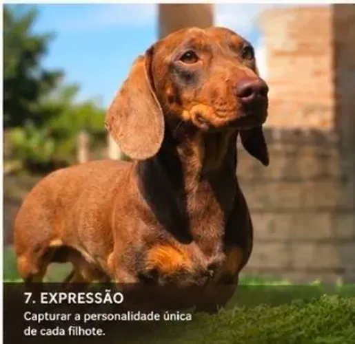 Dachshund basset macho