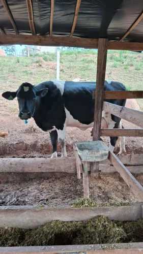 Vendo lote de novilhas leiteira, primeira cria.