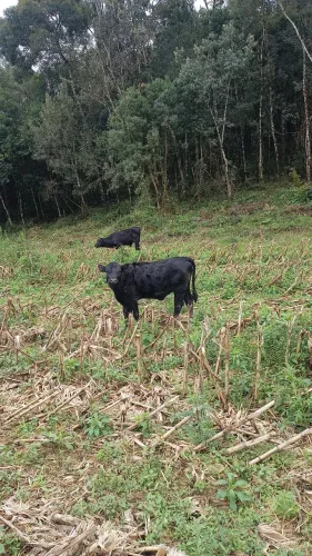 Novilha Black angus