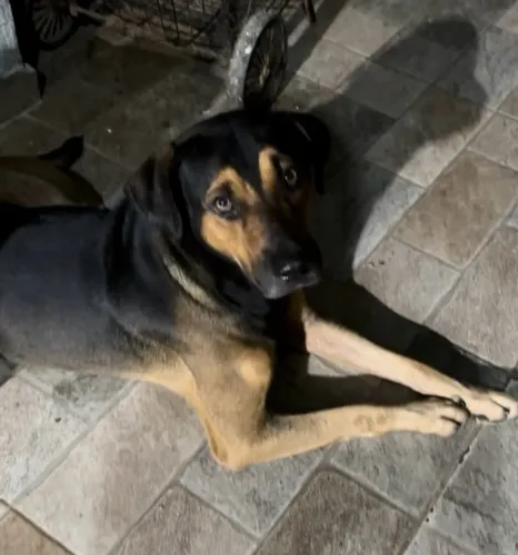 Cachorro para doação