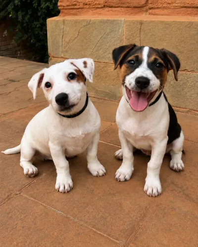 Filhote Jack Russell Terrier