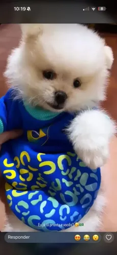 Lulu da Pomerânia anão