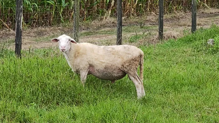 Carneiro macho reprodutor