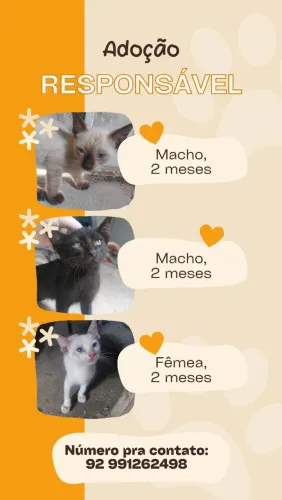 doa-se gatinhos