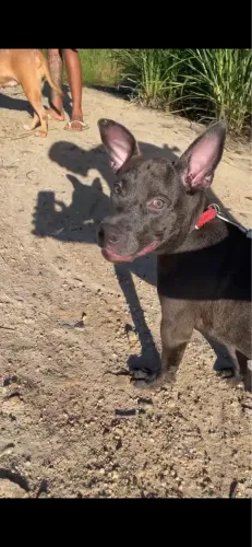 Pitbull 4 meses 
