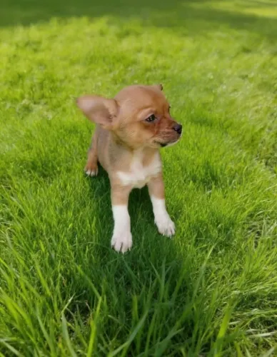 Pinscher macho lindíssimo pronto pra fazer companhia 