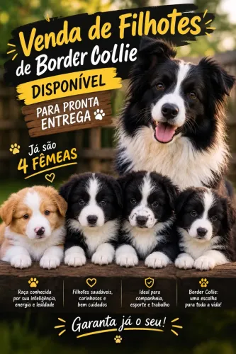 FILHOTES DE BORDER COLLIE