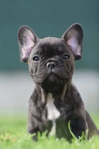Bulldogue Francês O Amor Mais Leve Pode Começar Hoje