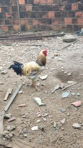 2 galinha 2 galos e 6 pintos (ACEITO TROCA)
