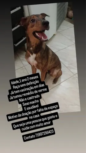 Doando por falta de espaço chama no zap *23