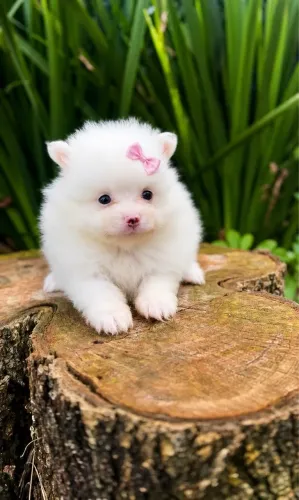 Spitz alemão anão