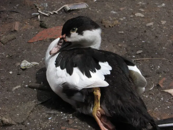 Patos a venda