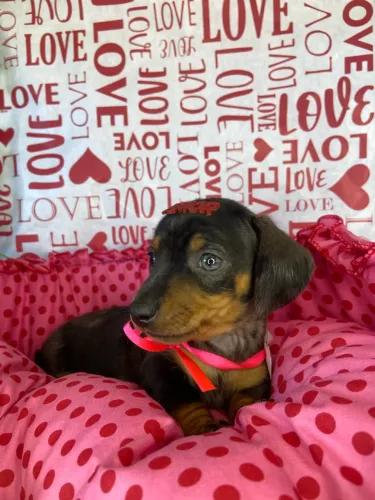 Dachshund linda ! Preto c/ canela