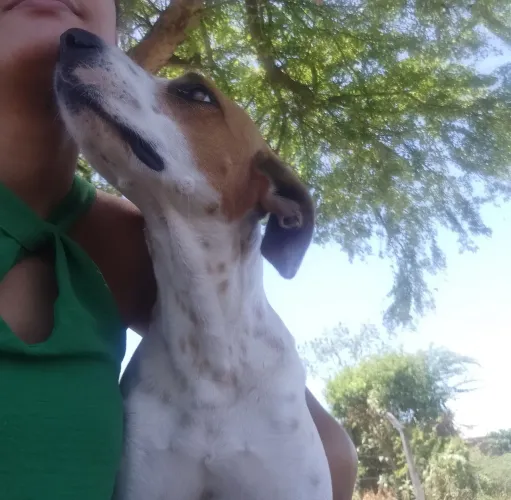 Cachorro para adoção responsável