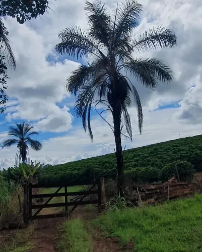 Sítio Ribeirão Corrente - com plantação de café