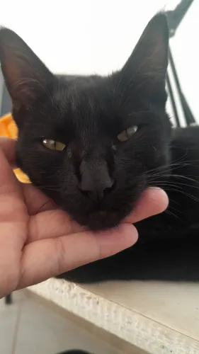Gatinha fêmea filhote DOAÇÃO