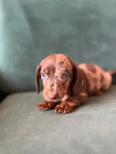 Bebês de dachshund basset