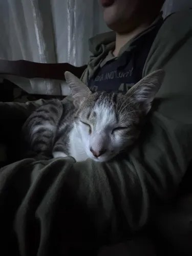 Gatinho