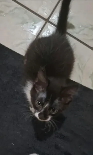 Doação de gato macho 