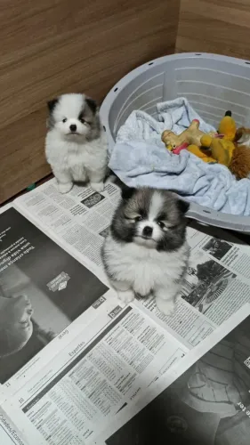 Lindo filhote de Spitz miniatura - Lulu da Pomerânia