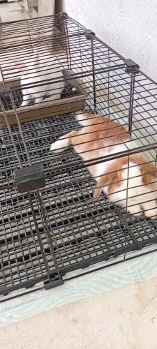 Coelho Holandês e Mini Lion Lop