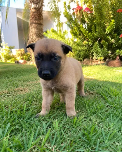 Fêmea pastor belga malinois