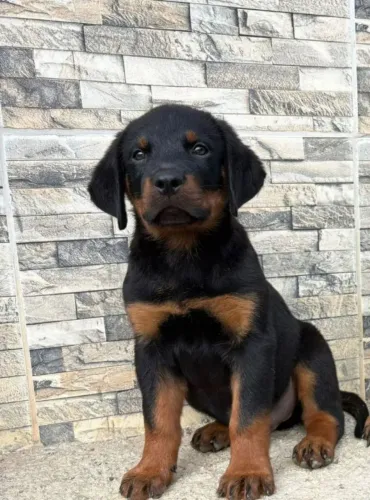 Rottweiler fêmea
