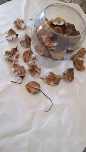 Semente de Jacarandá para Decoração de Festas 