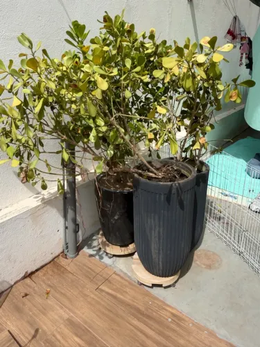 3 vazo de plantas