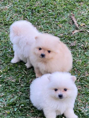 Spitz alemão macho e fêmea na promoção