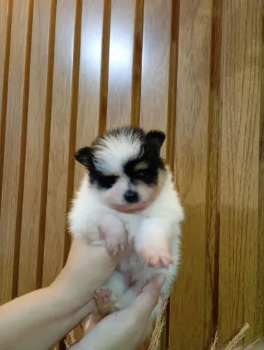 Filhote Fêmea de Spitz Alemão (Lulu da Pomerânia)
