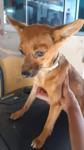 Cachorro doação