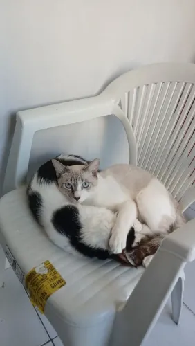 Gatinhos para adoção