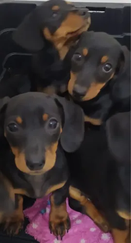 Basset Teckel Macho e Fêmea 