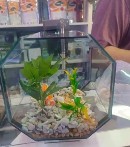 AQUARIO SEM PEIXE 