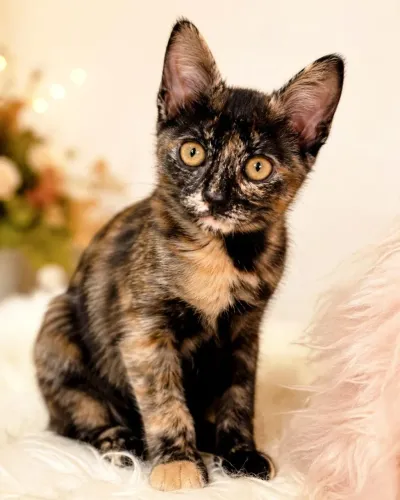 Adoção de uma gatinha filhote 
