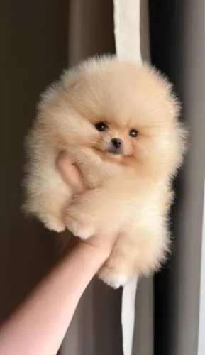 Filhotinhos de Spitz alemão baby face