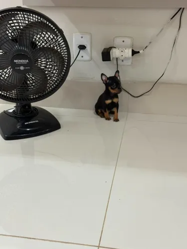 Pinscher femea