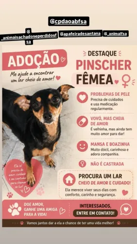 Pinscher fêmea para doação