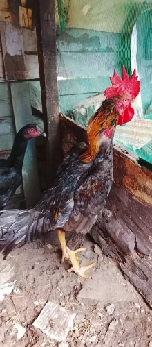 Galo 