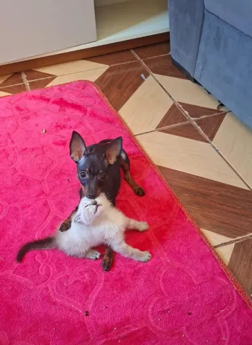 Cachorro 