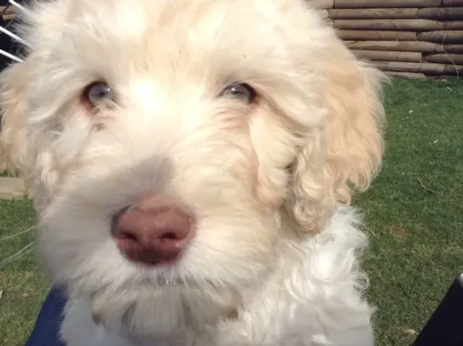 Filhote de Poodle - Última Fêmea Disponível da Ninhada