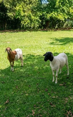 VENDO LINDO CASAL RAÇA DORPER COM MORADA NOVA: OVELHA E CARNEIRO LINDOS 