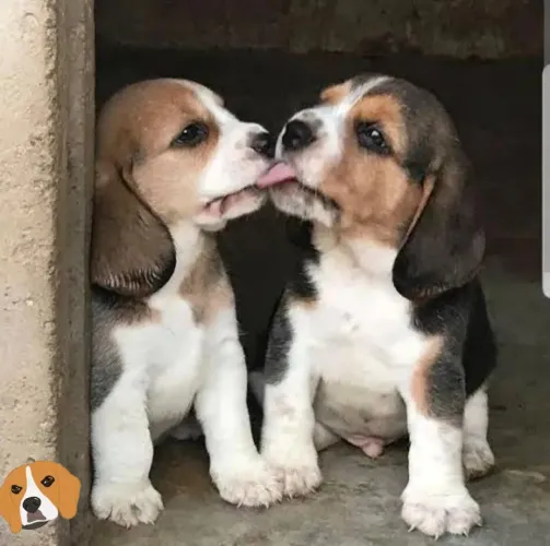 Filhotes de Beagle perfeitos.. clique e saiba mais .