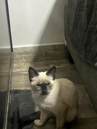 Doação de dois gatinhos