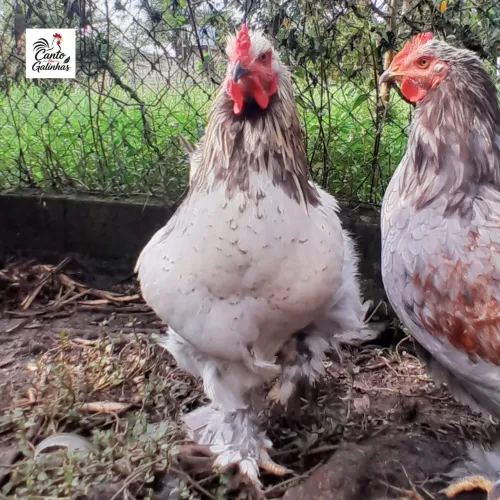 Galo da raça Brahma, na linda tonalidade Brahma Light.