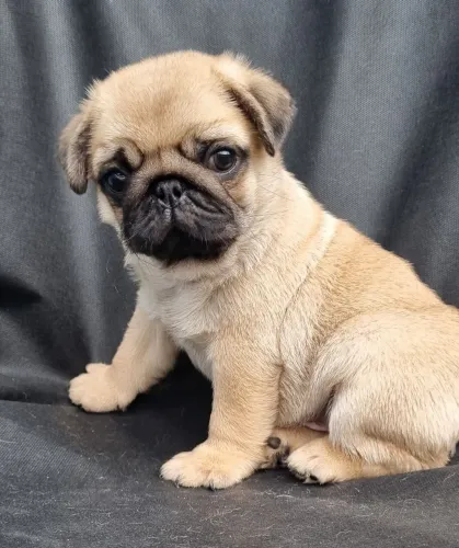 Filhote de Pug
